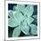 Succulent Splendor 5-Debbie Pearson-Mounted Photographic Print