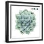 Succulent Swatches I-Grace Popp-Framed Art Print