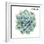 Succulent Swatches I-Grace Popp-Framed Art Print