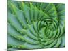 Succulent Swirl-Karen Ussery-Mounted Giclee Print