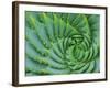 Succulent Swirl-Karen Ussery-Framed Giclee Print