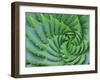 Succulent Swirl-Karen Ussery-Framed Giclee Print