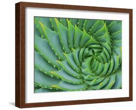 Succulent Swirl-Karen Ussery-Framed Giclee Print