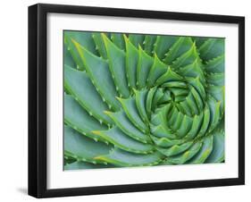 Succulent Swirl-Karen Ussery-Framed Giclee Print