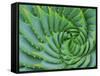 Succulent Swirl-Karen Ussery-Framed Stretched Canvas