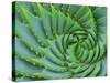 Succulent Swirl-Karen Ussery-Stretched Canvas