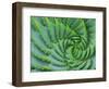 Succulent Swirl-Karen Ussery-Framed Giclee Print