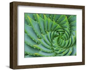 Succulent Swirl-Karen Ussery-Framed Giclee Print