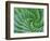 Succulent Swirl-Karen Ussery-Framed Giclee Print