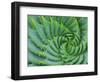 Succulent Swirl-Karen Ussery-Framed Giclee Print