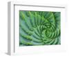 Succulent Swirl-Karen Ussery-Framed Giclee Print