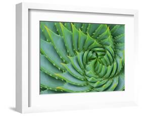 Succulent Swirl-Karen Ussery-Framed Giclee Print