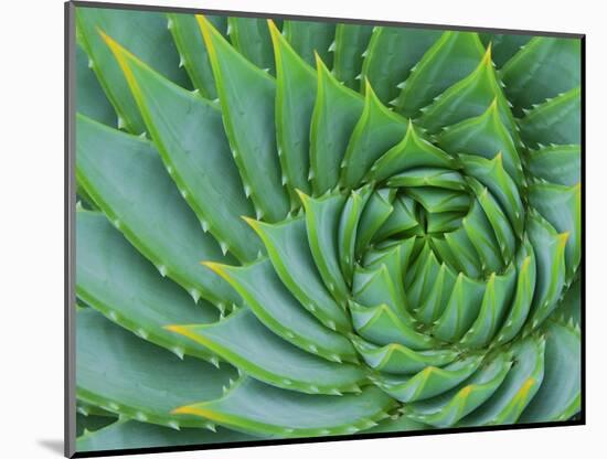 Succulent Swirl-Karen Ussery-Mounted Giclee Print