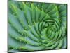 Succulent Swirl-Karen Ussery-Mounted Giclee Print