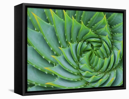 Succulent Swirl-Karen Ussery-Framed Stretched Canvas