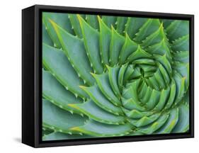 Succulent Swirl-Karen Ussery-Framed Stretched Canvas