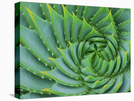 Succulent Swirl-Karen Ussery-Stretched Canvas
