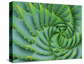 Succulent Swirl-Karen Ussery-Stretched Canvas