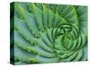 Succulent Swirl-Karen Ussery-Stretched Canvas