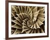 Succulent Taupe I-Mia Jensen-Framed Art Print