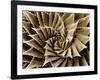 Succulent Taupe I-Mia Jensen-Framed Art Print