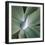 Succulent Tip-Jan Bell-Framed Art Print