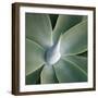 Succulent Tip-Jan Bell-Framed Art Print