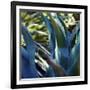 Succulent Vibes II-Sonja Quintero-Framed Photographic Print