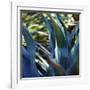 Succulent Vibes II-Sonja Quintero-Framed Photographic Print