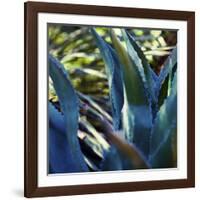 Succulent Vibes II-Sonja Quintero-Framed Photographic Print