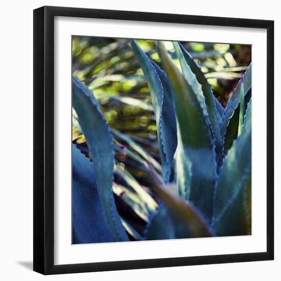 Succulent Vibes II-Sonja Quintero-Framed Photographic Print