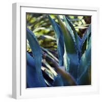 Succulent Vibes II-Sonja Quintero-Framed Photographic Print