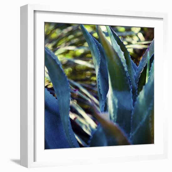 Succulent Vibes II-Sonja Quintero-Framed Photographic Print