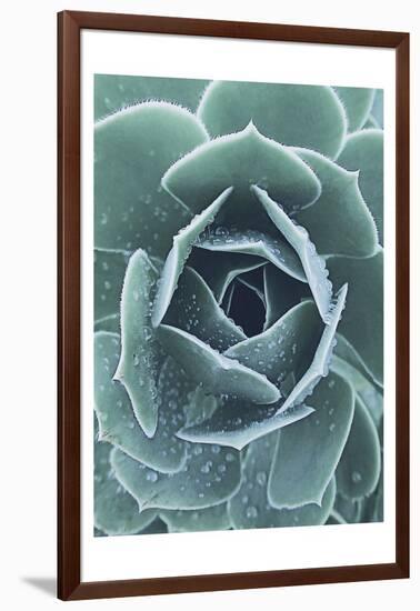Succulent With Dew 1-Urban Epiphany-Framed Art Print