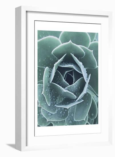 Succulent With Dew 1-Urban Epiphany-Framed Art Print