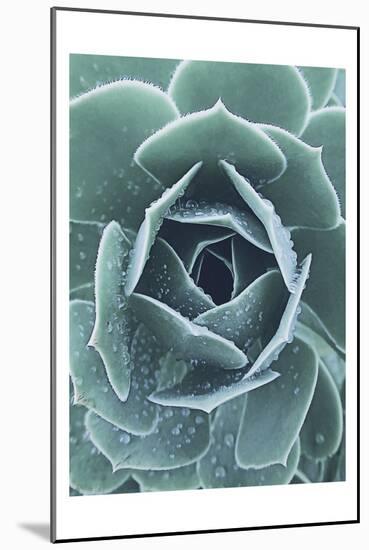 Succulent With Dew 1-Urban Epiphany-Mounted Art Print