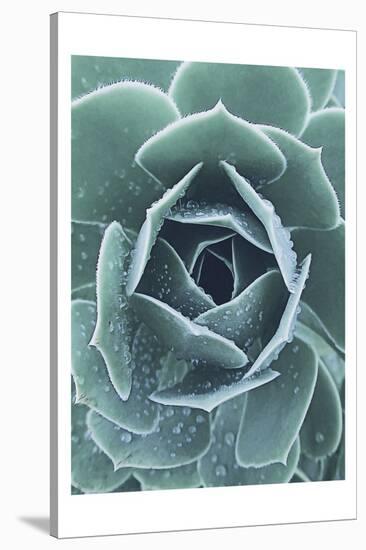 Succulent With Dew 1-Urban Epiphany-Stretched Canvas