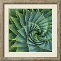 Succulent with Spiked Leaves-Micha Pawlitzki-Framed Photographic Print