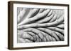 succulent2-Jim Occi-Framed Giclee Print