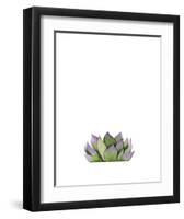 Succulent-Ann Solo-Framed Art Print