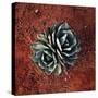 Succulent-Lindsay Daniels-Stretched Canvas