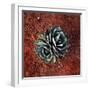 Succulent-Lindsay Daniels-Framed Photographic Print