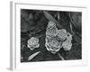 Succulents, 1943-Brett Weston-Framed Photographic Print