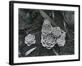 Succulents, 1943-Brett Weston-Framed Photographic Print