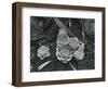 Succulents, 1943-Brett Weston-Framed Photographic Print