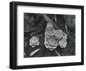 Succulents, 1943-Brett Weston-Framed Photographic Print