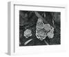 Succulents, 1943-Brett Weston-Framed Photographic Print