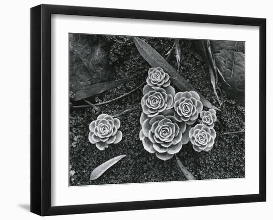 Succulents, 1943-Brett Weston-Framed Premium Photographic Print