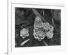 Succulents, 1943-Brett Weston-Framed Photographic Print