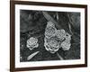 Succulents, 1943-Brett Weston-Framed Photographic Print